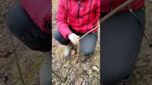 Весенняя обрезка метельчатой гортензии.