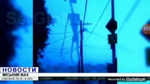 5 сереноголовый снятых на камеру