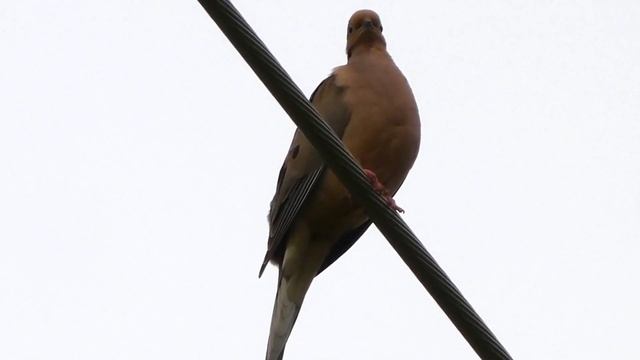 Mourning dove call / coo / sounds | Bird смотреть онлайн