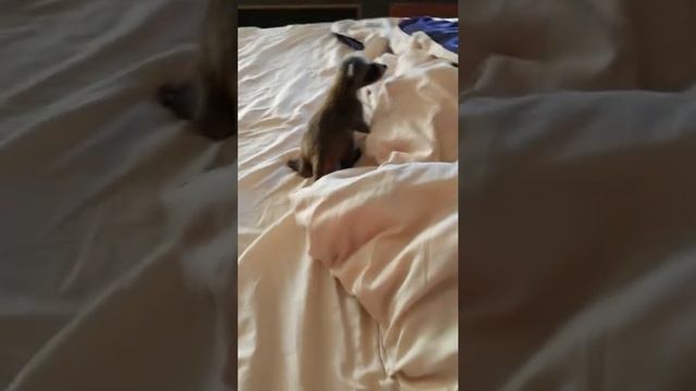 Первые шаги енота! смотреть онлайн