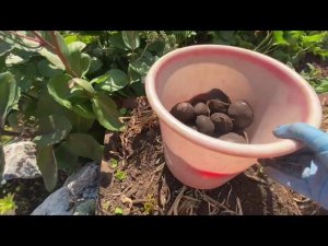 Урожай картофеля Гурман в гряде и на поле