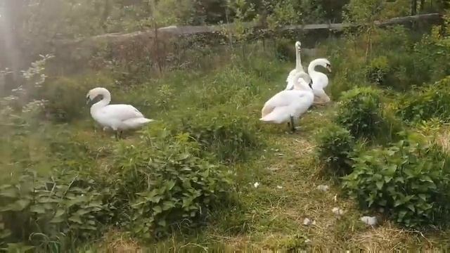 Лебеди и Мама Жанна . смотреть онлайн