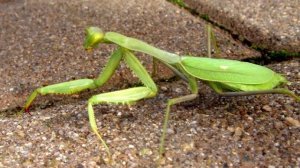 Слайды про богомола. Богомол