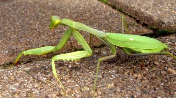 Слайды про богомола. Богомол