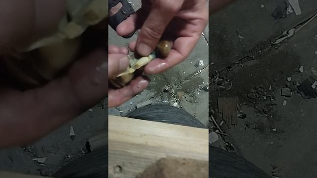 как разделать рапана