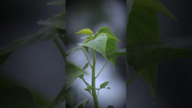 Nature beauty||water drops voice||Nature vlogs 2.0|| Green 🌳tree with water 💧drops смотреть онлайн