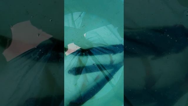 Иду на рыбалку. Дмитрий Шлапак смотреть онлайн