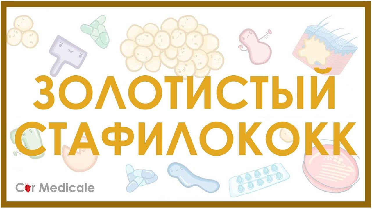 Золотистый стафилококк - микробиология, токсины, лечение, устойчивость смотреть онлайн