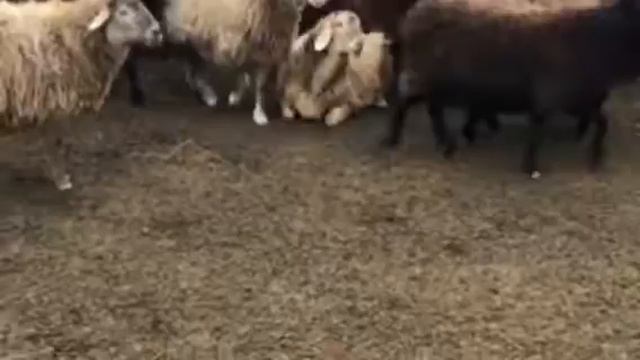 EDILBAY SHEEP/ЕДІЛБАЙ ҚОЙЫ /ЭДИЛЬБАЕВСКИЕ ОВЦЫ🇰🇿 смотреть онлайн