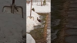 Подсадная утка