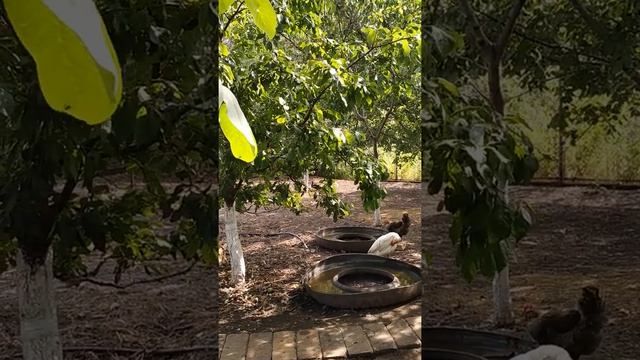 Птичий двор. Часть 1 смотреть онлайн