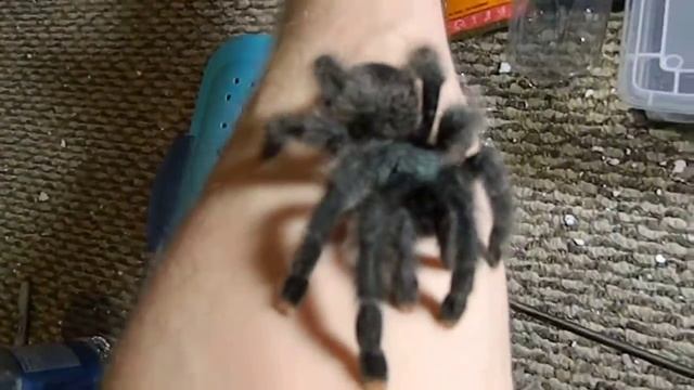 Avicularia sp. Metallica смотреть онлайн