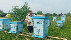 Объединение пчёл на медосбор! ПЧЕЛОВОДСТВО!