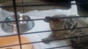 Бешеная кошка