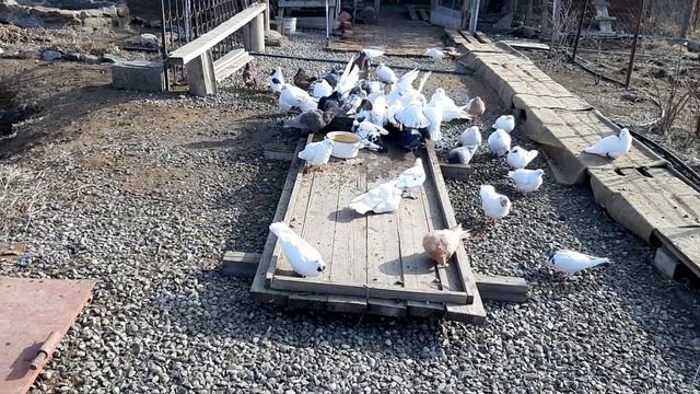 Воскресное купание голубей. 10.02.19 смотреть онлайн