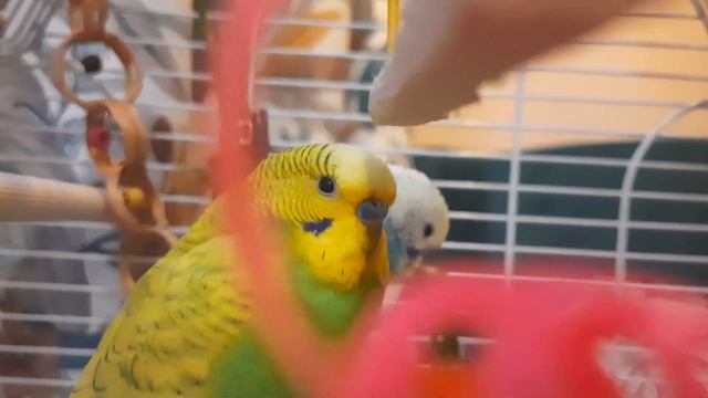 Сколько живут попугайчики? Продолжительность жизни домашних птичек в неволе и в воле♡🦜 смотреть онлайн