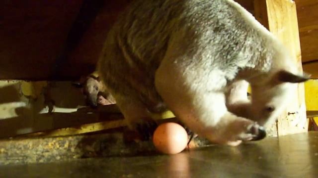 Ori anteater Easter egg fun смотреть онлайн