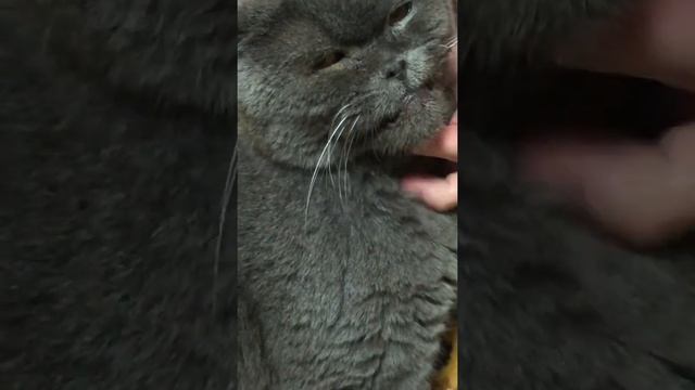 Мармок гладит котёнка! смотреть онлайн