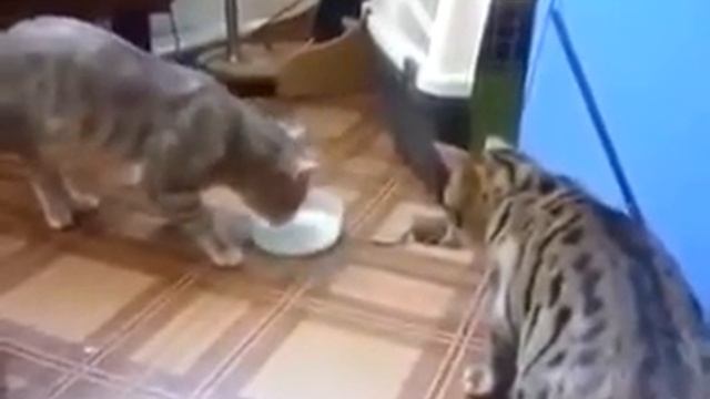 Кошка бой смотреть онлайн