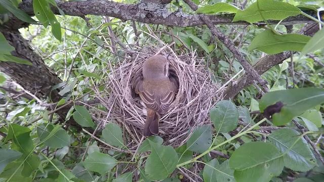 Жулан 150619 2 Hohlava150619 6 ♂♀кормежка смотреть онлайн
