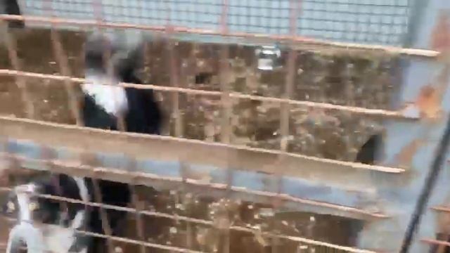 26.12.2022. Кинологи в приюте для бездомных животных "Лисёна" смотреть онлайн