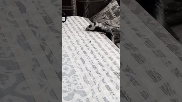 #хорек #ютубканал #симба смотреть онлайн