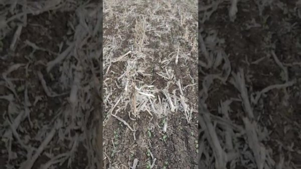 Горох зимующий. Прямой посев.#прямойпосев #горох #фермер #фермериукраїни #посевы