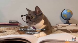 котики бябя😝