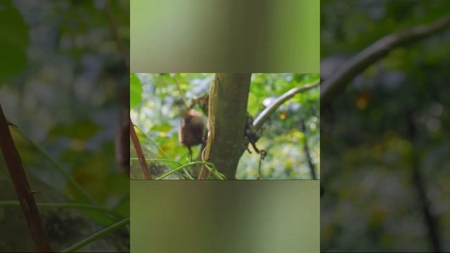 nature | birds | beautiful scenery | real clip | relaxing | forests | 🐦🏞🌳🤩🥰😍❤ смотреть онлайн