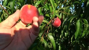 24.06.24. Сверхранние сорта персиков: ЭКСТРИМ 6, РИЧ МЕЙ, ФРАНКОИС (ФРАНСУА)