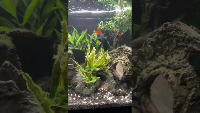 My favourite aquarium fish, red tail shark! What’s your favourite? #animals #aquarium смотреть онлайн