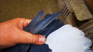 ГОЛУБИ. ЧЕРНЫЕ БЕЛОХВОСТЫЕ. 89875701616