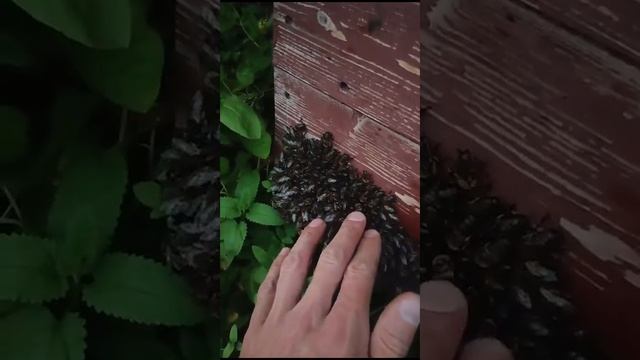 пчёлы выгнали трутня из улья смотреть онлайн