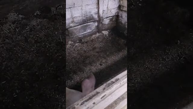 Ферматационная подстилка для поросят смотреть онлайн