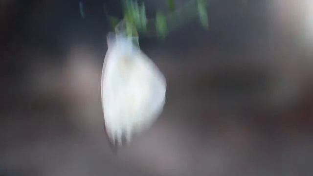 Mariposa de la Col (Ascia monuste) posada "sombreándose" por el elevado calor. смотреть онлайн