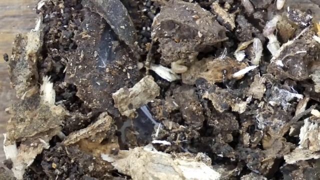 本日のヤマトシロアリ -013- （Today's eastern subterranean termites, Reticulitermes speratus） #10年保証 #白蟻予防 #テコラ смотреть онлайн