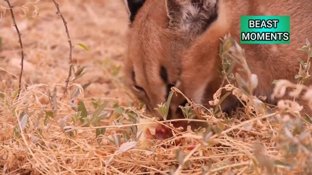 Leopard Hunting Caracal