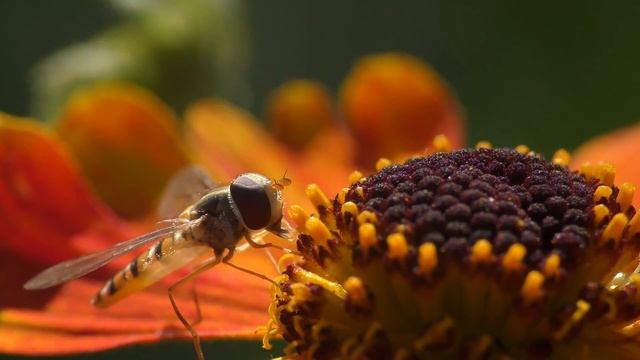 Makrovideo Spinne, Wespe, Schwebfliege, Ameisen смотреть онлайн