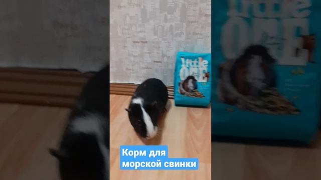 Корм для морской свинки смотреть онлайн