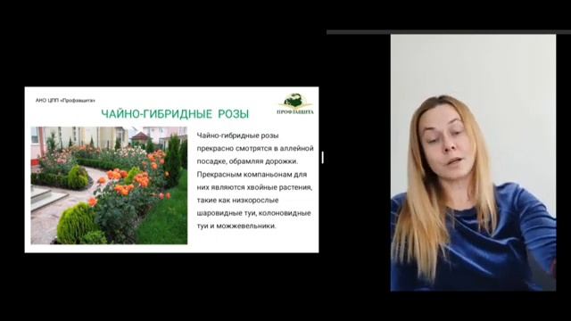 Розарии смотреть онлайн