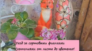 Все об уходе за сортовыми фиалками от листа до цветения! Грунт, температура, влажность, размножение!