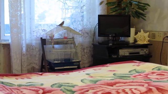 Зебровые Амадины. смотреть онлайн