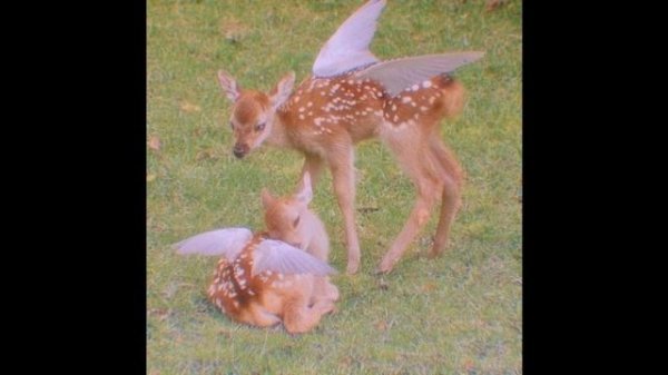 [FREE FOR PROFIT] Glaive x Pop Punk Rock x Hyperpop Type Beat - "prime"