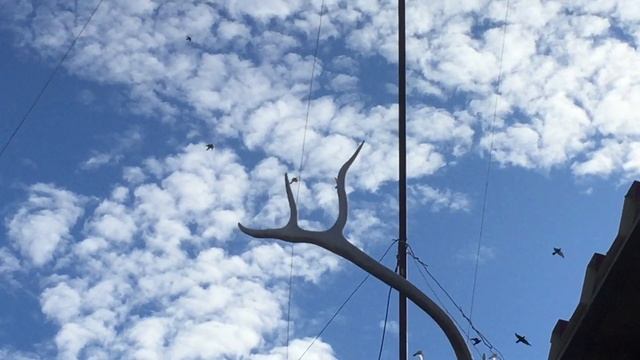 #Pigeon.Посадка бойных голубей. часть-2. смотреть онлайн