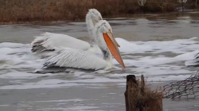Αργυροπελεκάνος - Pelecanus crispus - Dalmatian Pelican смотреть онлайн