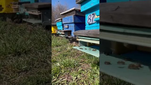 Пчёлы таскают пыльцу. Зачем пчёлам нужна пыльца смотреть онлайн