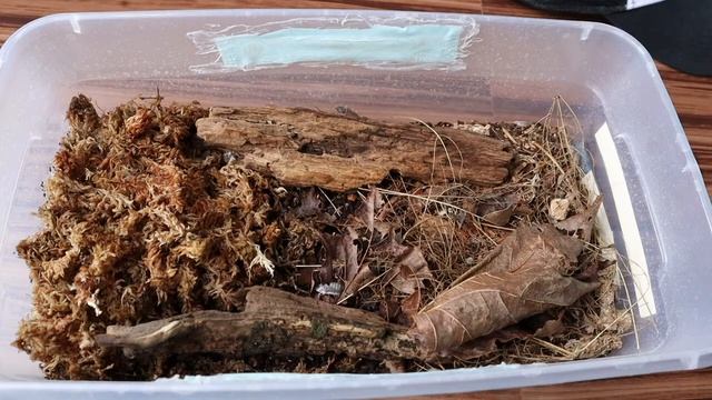 How to Care for Porcellio laevis Milk Back Isopods смотреть онлайн