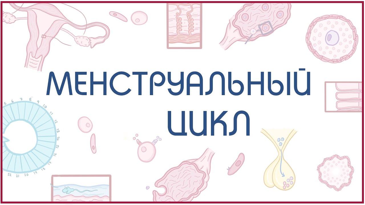 Менструальный цикл смотреть онлайн