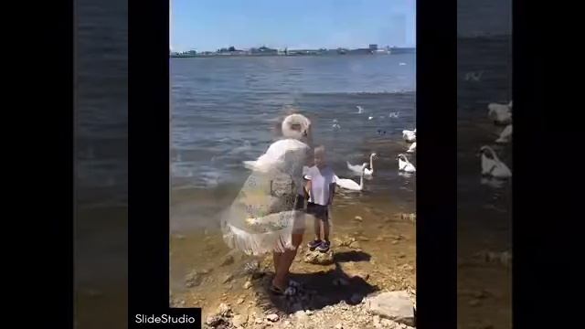 Клип с лебедями😘😘 смотреть онлайн