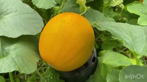 Определяю зрелость дыни.